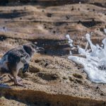 Quantum Phase Control: Wave Management Technologies