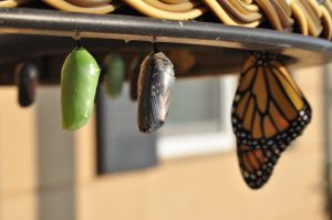 Spiritual Migrations: Personal Transformation Through Global Pilgrimages