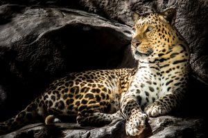 Biodiversity Expeditions: Conservation Through Experiential Learning