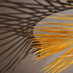 Philosophical Migrations: Understanding Humanity Through Movement