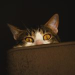 Invisible Technologies Reshaping Domestic Maintenance